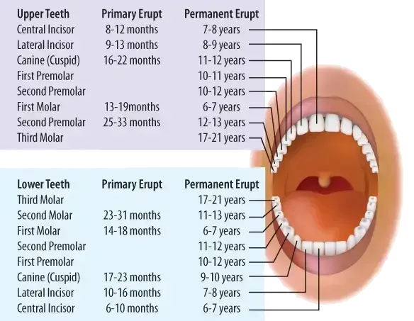chart of primary teeth in children